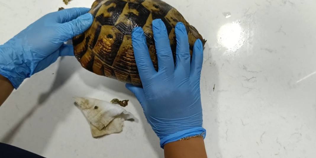 Yangından kurtarılan kaplumbağa hala travmada: 'Kafasını çıkarmıyor' 5